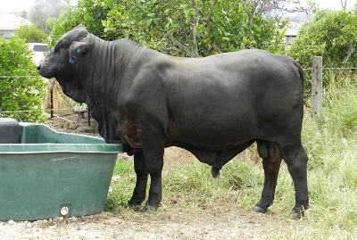 Elara Bill 839 at 18 months of age