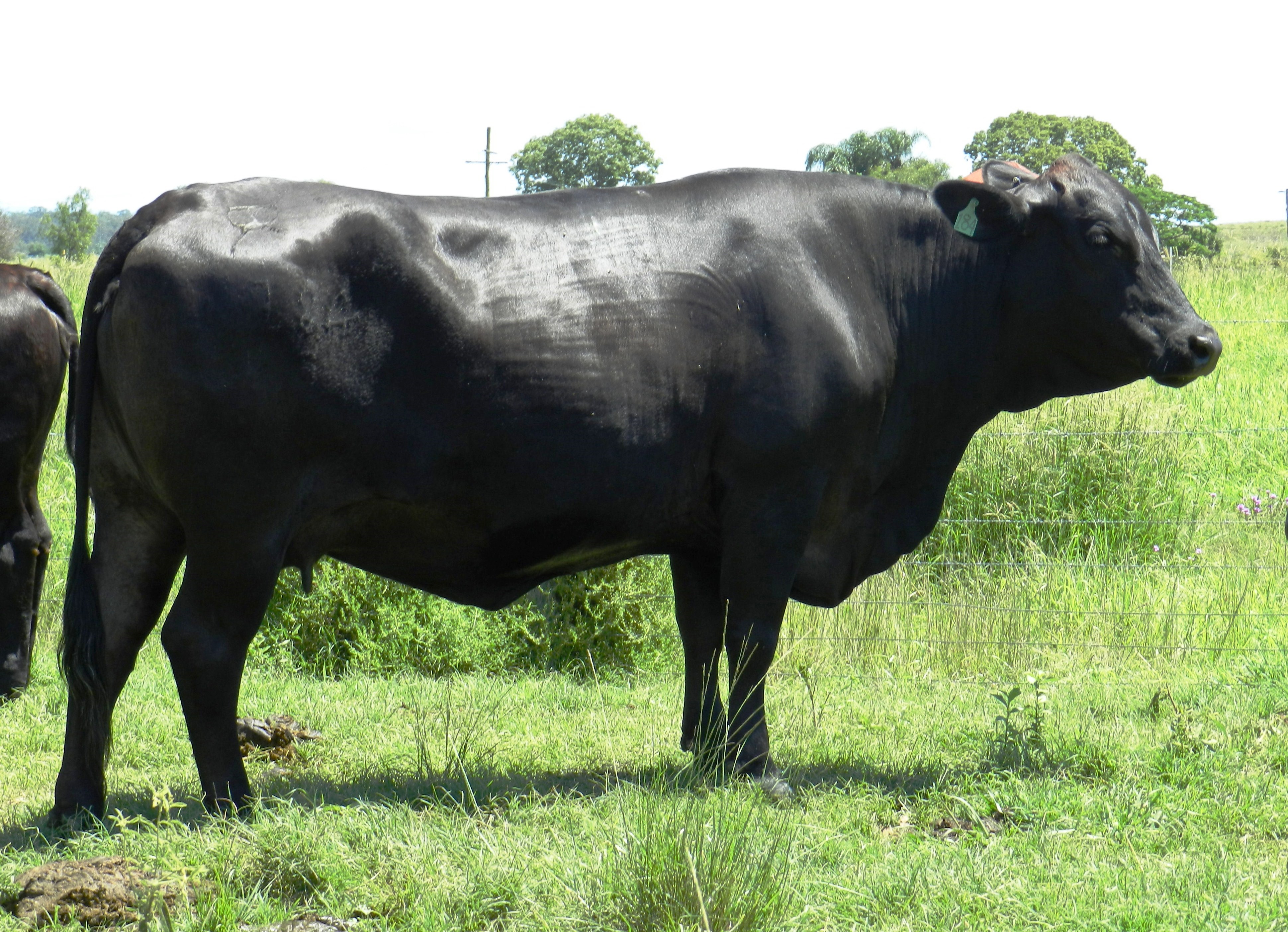 Angus Sires