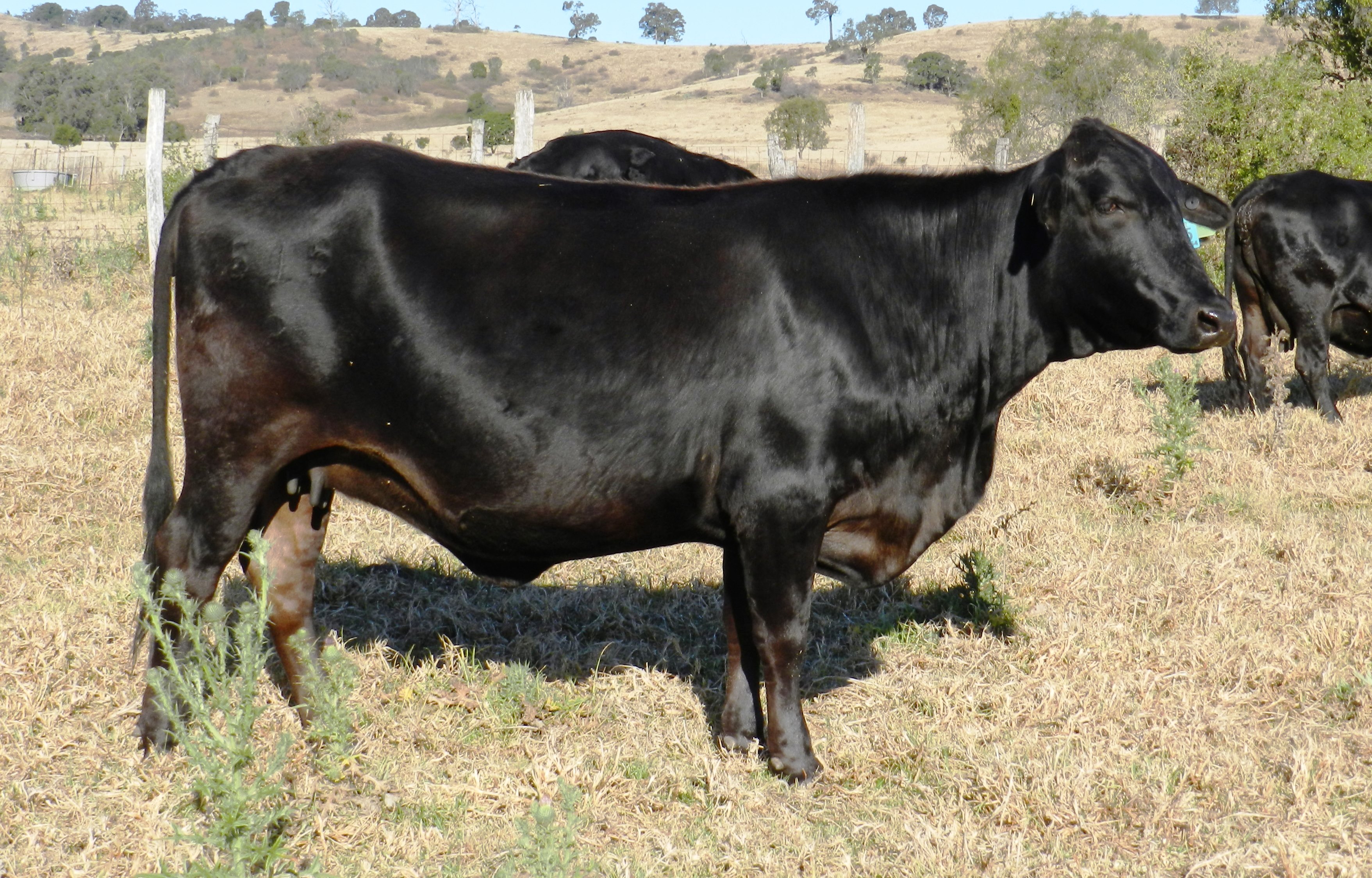 Angus Sires