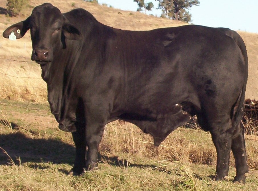 Elara Desperado (in 2007)