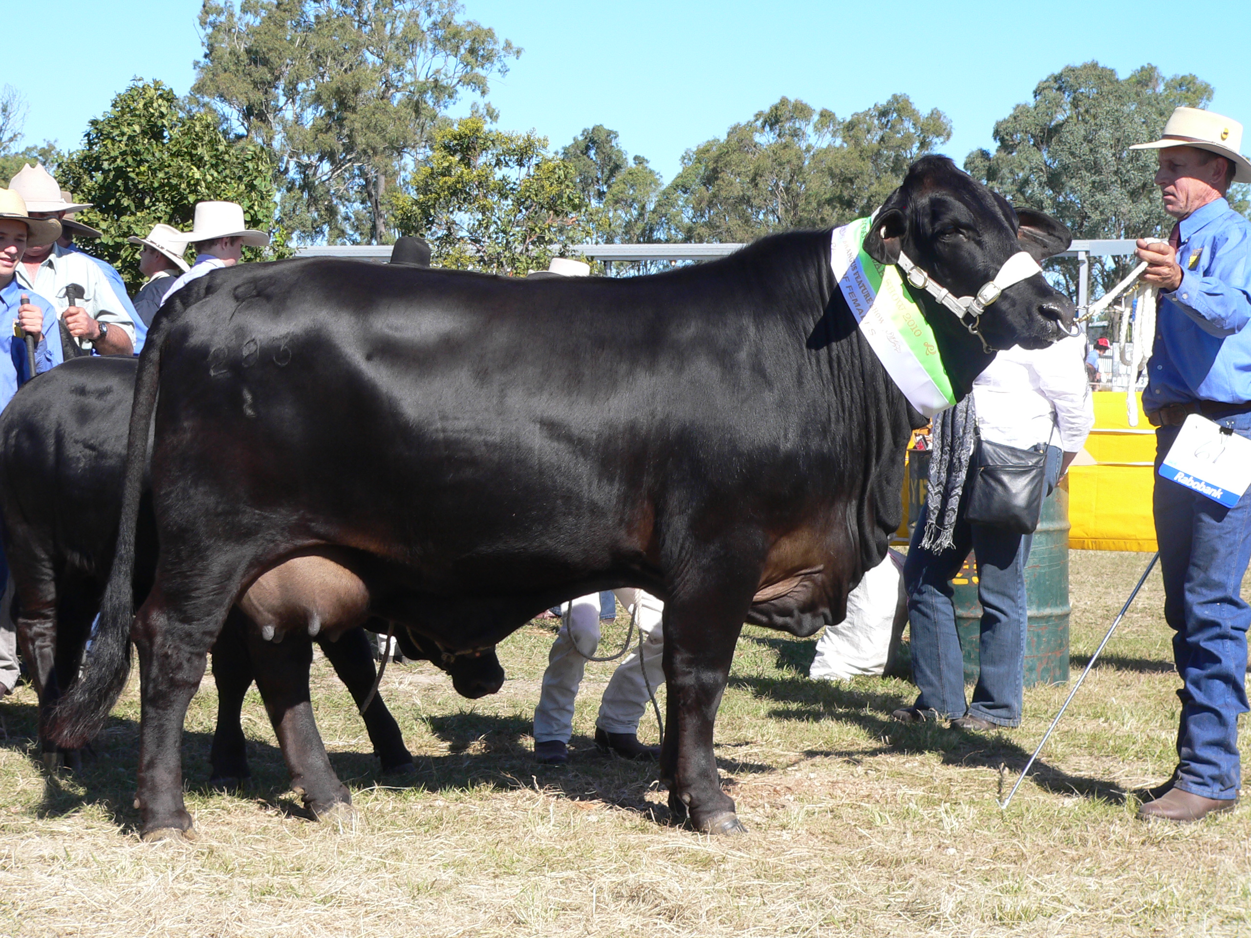 Elara Beryl 4th, Toogoolawah Show 2011