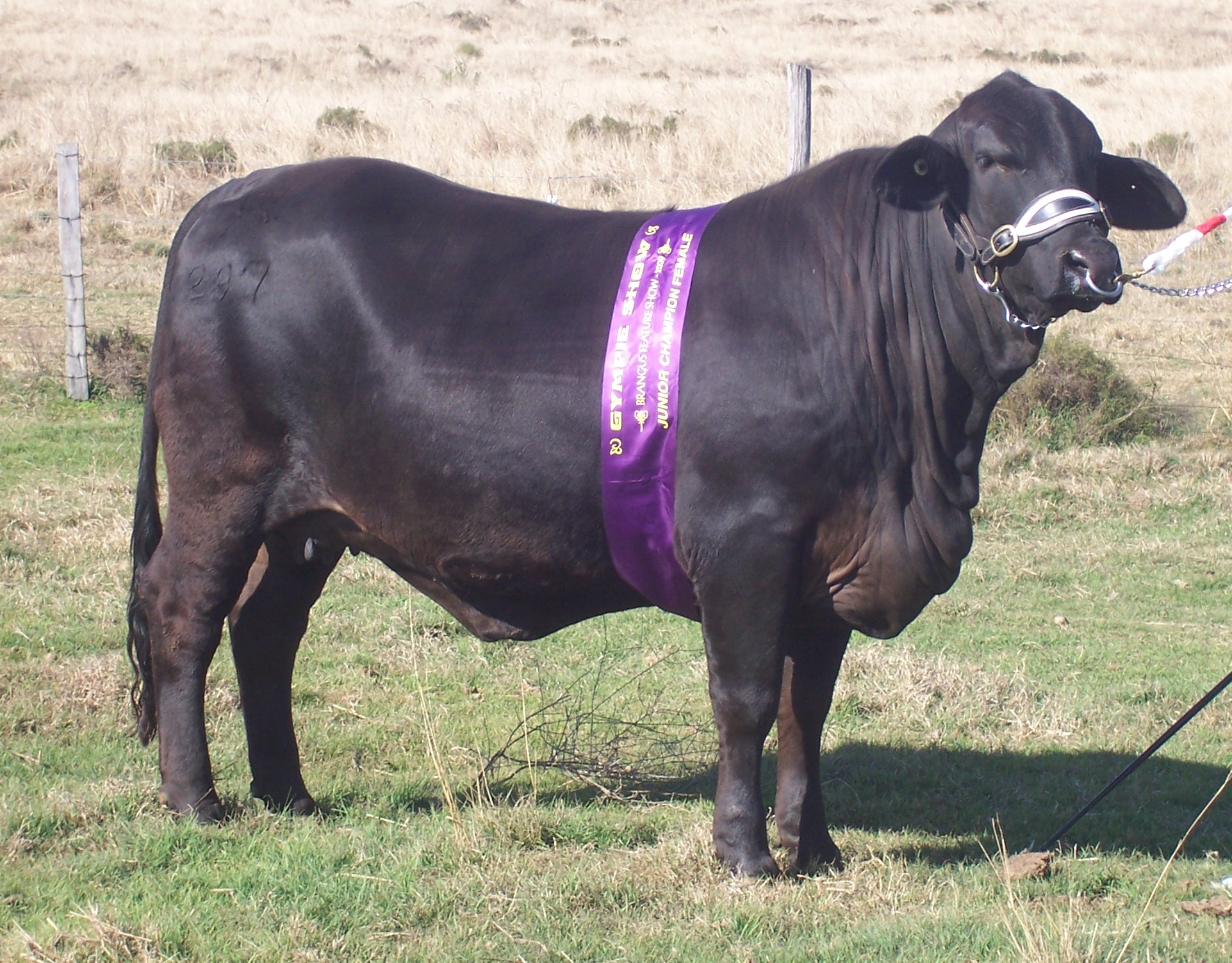 Elara Delvine, EKKA 2009