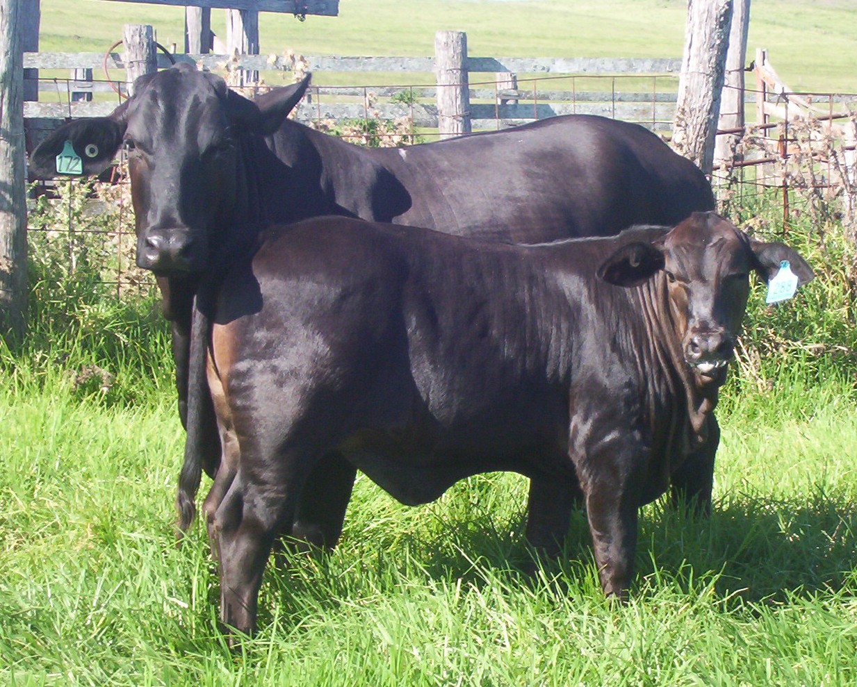 Elara 'Lil Rosie and calf