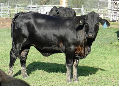 Elara Doris 5th 875 at 16 mths