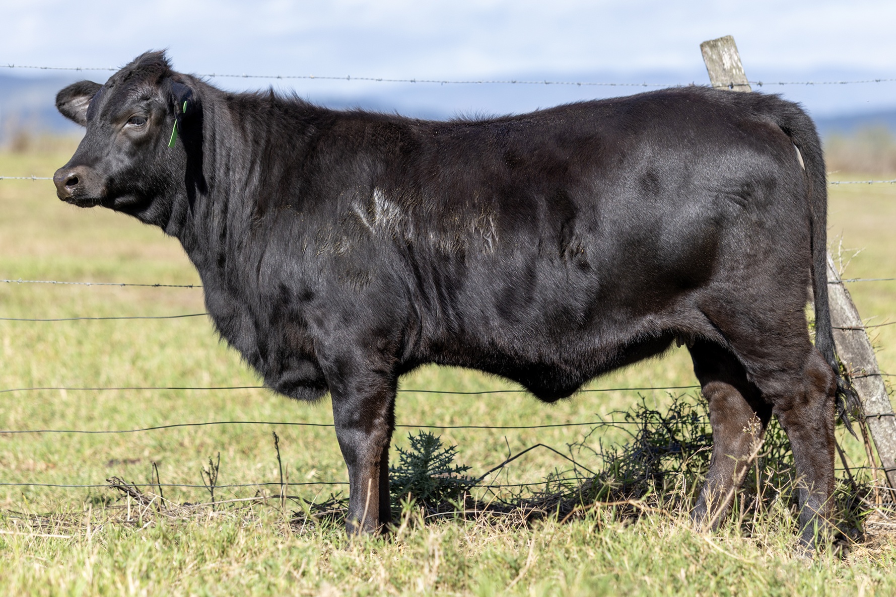 Lot 26 - Elara Verity