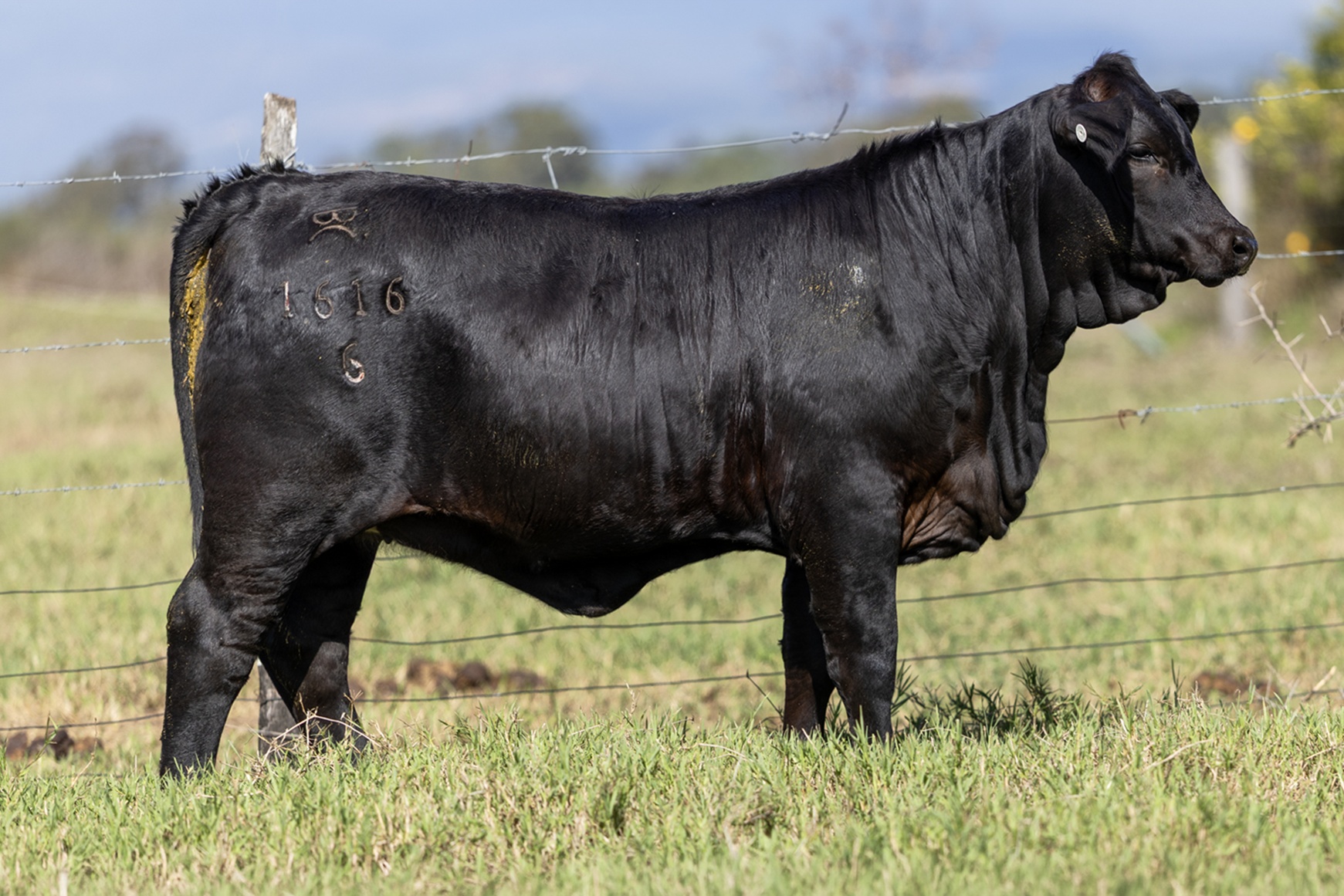 Lot 25 - Elara Pretty Sands 5th