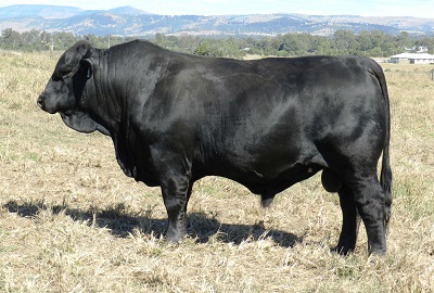 Elara Donny NN637