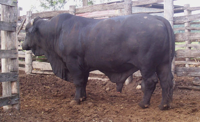 Greendale Y629